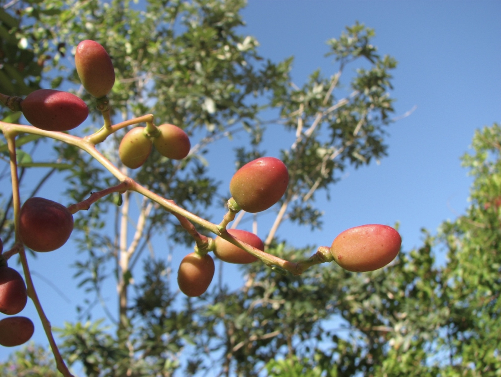 Ripening Simarouba glauca fruit on a panicle, turning from green through yellow-orange to deep red.