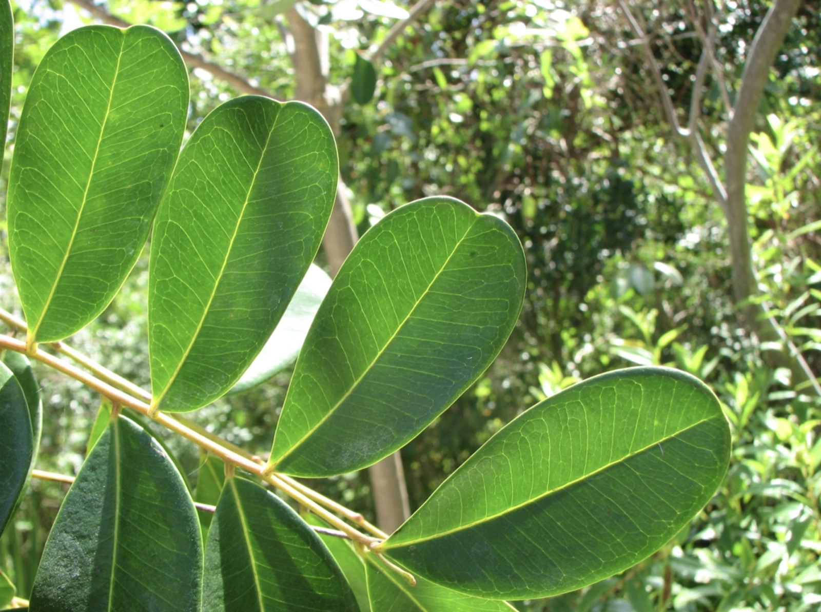 Pinnate compound leaves of Simarouba glauca — leathery oblong leaflets with rounded tips, arranged along a pale rachis.