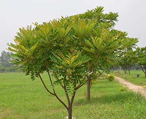 A young Simarouba glauca growing in an open field, showing its upright single trunk and spreading crown.